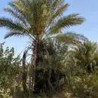 يوجد نخيل عربي للبيع