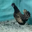 دجاج كويتي فواخر