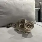 قط سكوتش ستريت