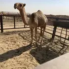 للبيع بكره حمراء ياهل الزين