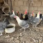 دجاج