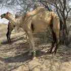 بكرة آرك عمرها ثلاث سنوات وأربع شهور تقريبا