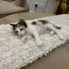 انثى صغيره للتبني
