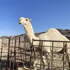 قعود رماني لقي