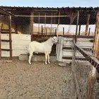 فحل بيشي حار حار