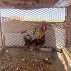 ديك عربي اصيل طويل