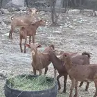 خمسه تيوس وجفره