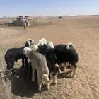 طليان نجد (( تم البيع ))