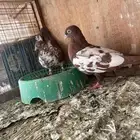 انثى وا ذكر دجي طبات