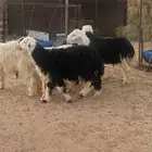 طليان نجد