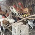 دجاج بلدي