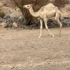 قعود للبيع