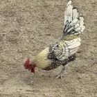 زوج سبرايت اللون ليموني