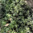 شتلات نيم جاهزه للبيع