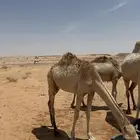 حشو طيبات