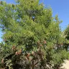 شجرة عملاقة للبيع