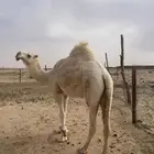 بكرة جذعه و معزاء