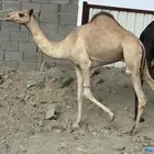 قعود