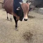ثور للبيع