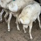 برابر جذعان طرف لحم وشحم