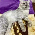 قط ذكر شيرازي للتبني