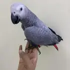 للبيع فرخ كاسكو