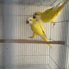 جوز كويكر لاتينو