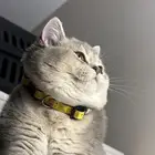 للبيع قطة سكوتش ستريت - British Mix