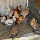 للبيع دجاج برهمااصحه شرط