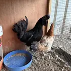 دجاج فاخر للبيع