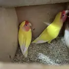 زوج روز منتج شرط