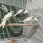 ازواج كناري