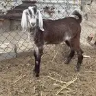 تيس فل شحم   .. تم البيع