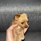 كلاب أمريكيه صغار
