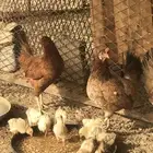 دجاج بلدي شرط