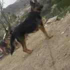 ذكر جيرمني