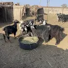 معزا للبيع طيبات الأعمار سدس و مضاريع