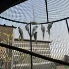 الموقع الوجه 3 ازواج كروان البينو منتجه وفرده من الانتاج