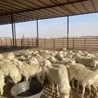 مراح حريات