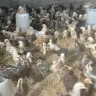 صوص دجاج بلدي العمر 25 يوم محصن جاهز