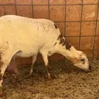 للبيع اسن ثنايا العدد 2 حليب