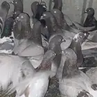 حمام فرنسي سلفر سوبر جانبو