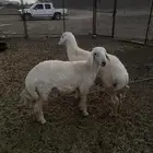 طليان للبيع ذبايح طيبه