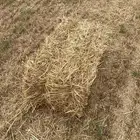 تبن بر جديد وشده طيب