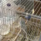 للبيع عصافير بادجي ذكر وانثى