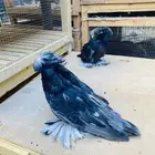 للبيع طبه بخاره