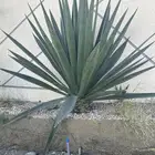 للبيع شجره الصبار