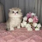 سكوتش تربل فولد ذكر منشكن للبيع