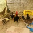 دجاج عربي دم صافي