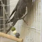 طير كاروان للبيع